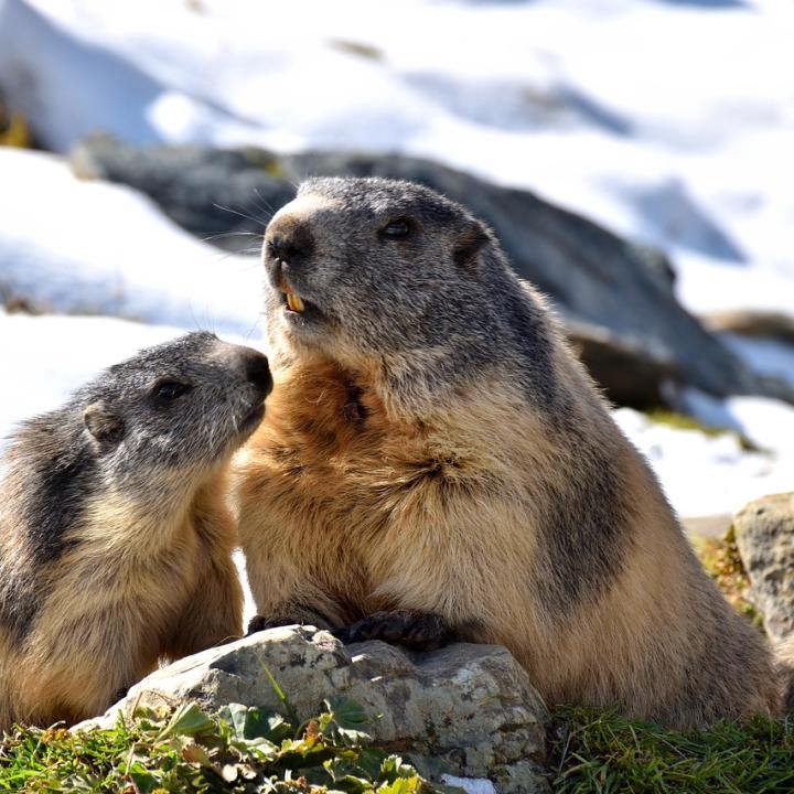 marmottes