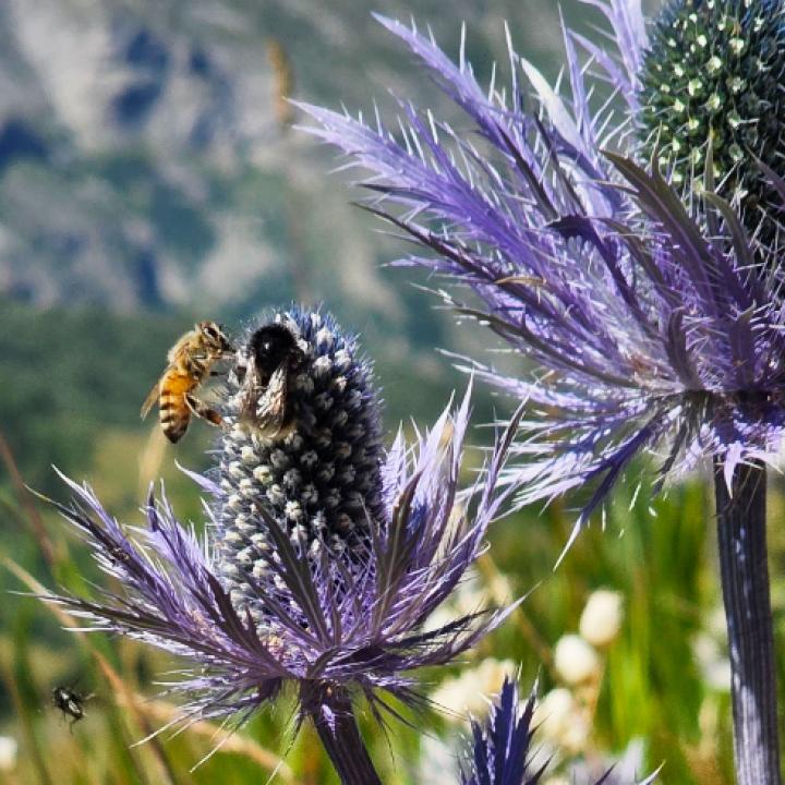 Abeilles et chardons Serre Chevalier