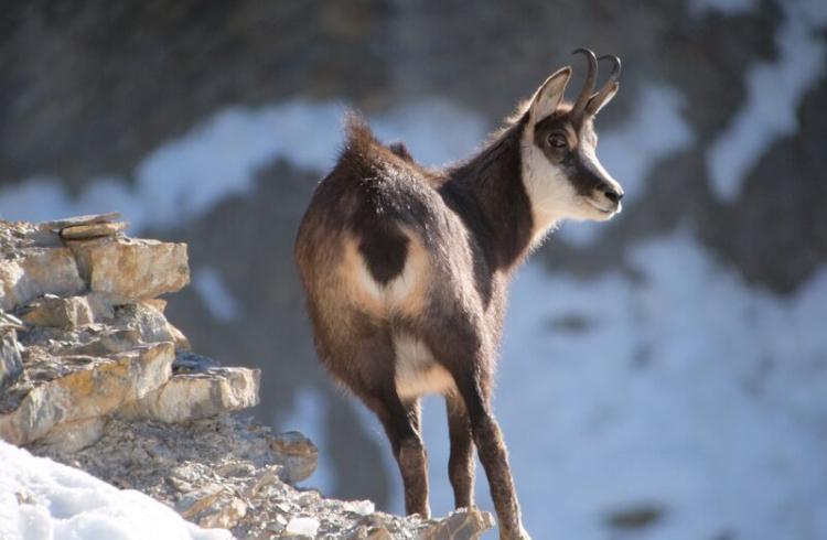 Bureau des Guides et Accompagnateurs de Briançon