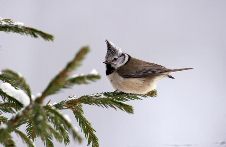 Sortie naturaliste avec accomagnatrice en montagne_Briançon