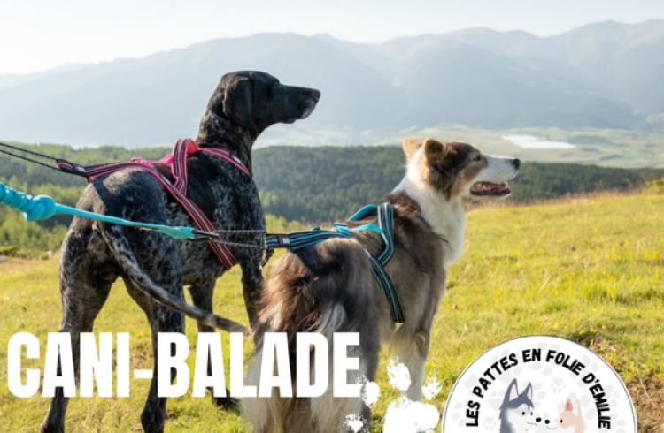 Les pattes en folie - Cani-balade_Le Monêtier-les-Bains