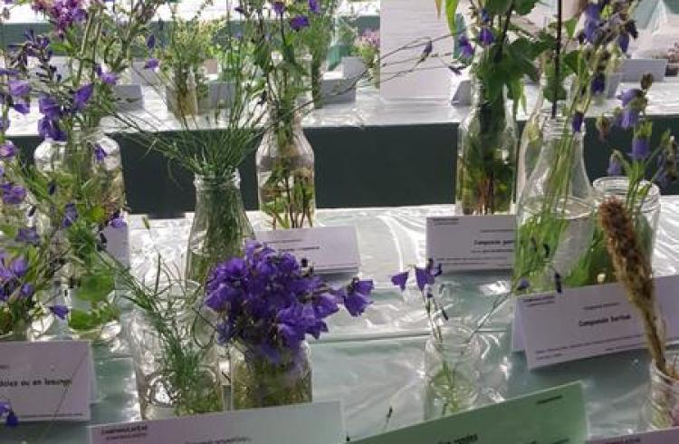 Les journées botaniques de Serre Chevalier Nature_La Salle-les-Alpes