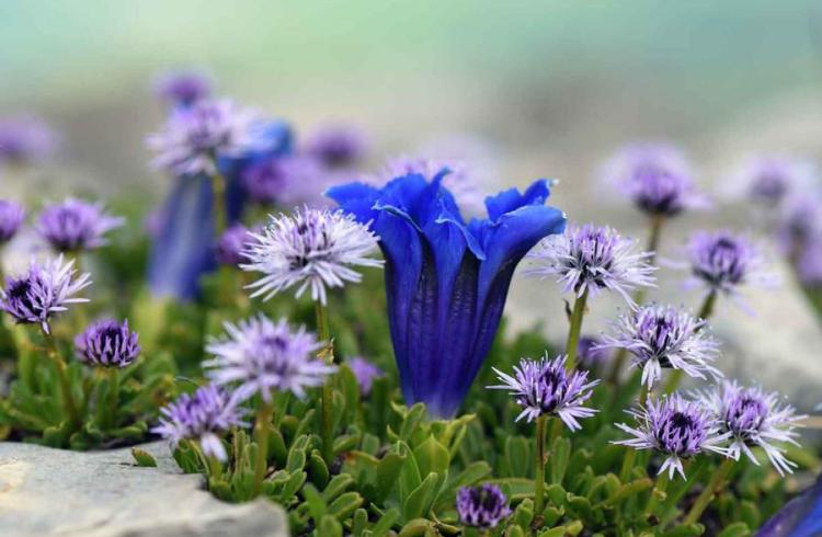 Plantes et milieux remarquables du Lautaret