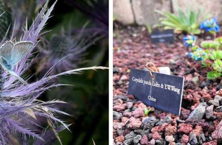 Visites guidées du jardin du Lautaret_Le Monêtier-les-Bains