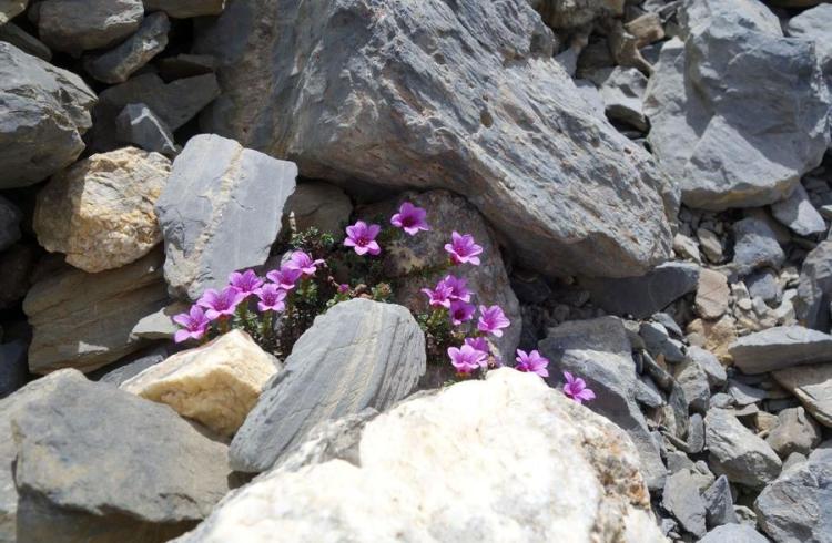 saxifrage à feuilles opposées