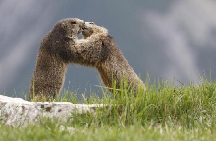 Les marmottes du grand rocher