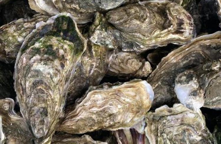 Dégustation d'huîtres au Café Resto Biocoop Chez Puy_Saint-Chaffrey