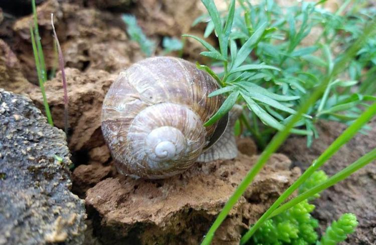 escargot du lautaret