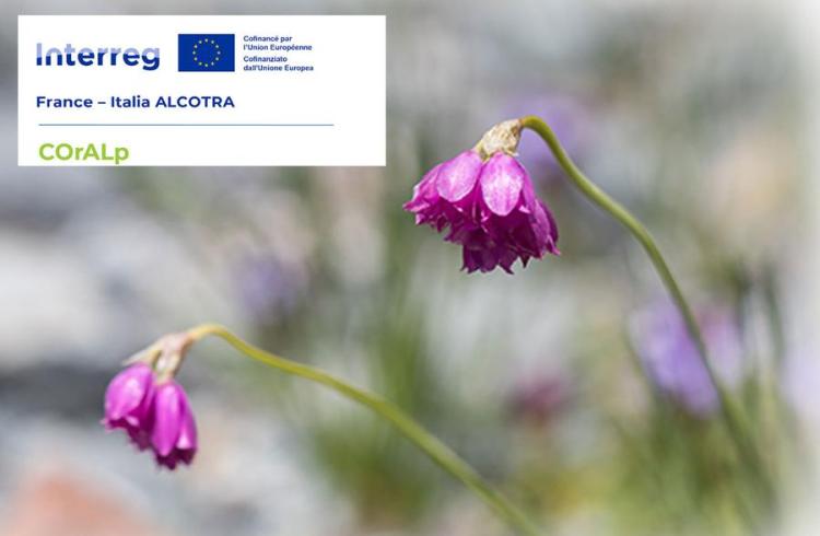 conservation et valorisation de la flore des Alpes latines