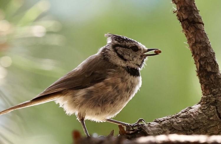Quel est donc cet oiseau ?