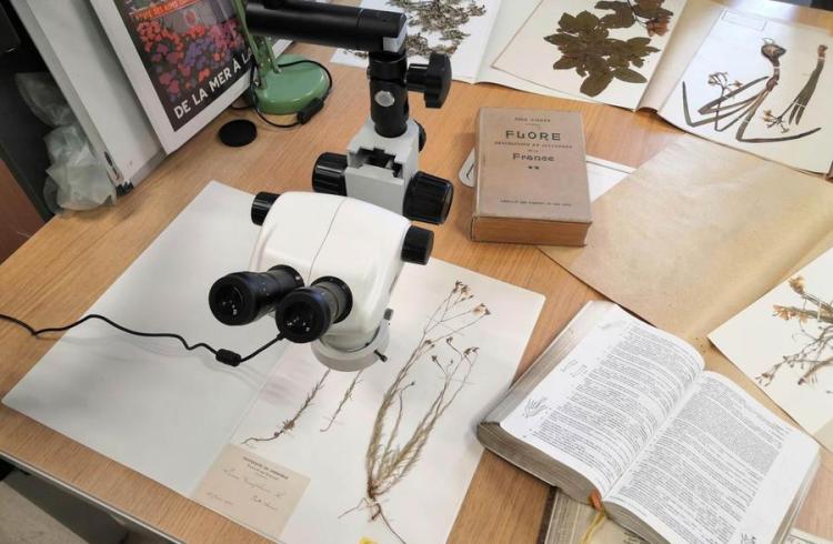Les collections du jardin du Lautaret