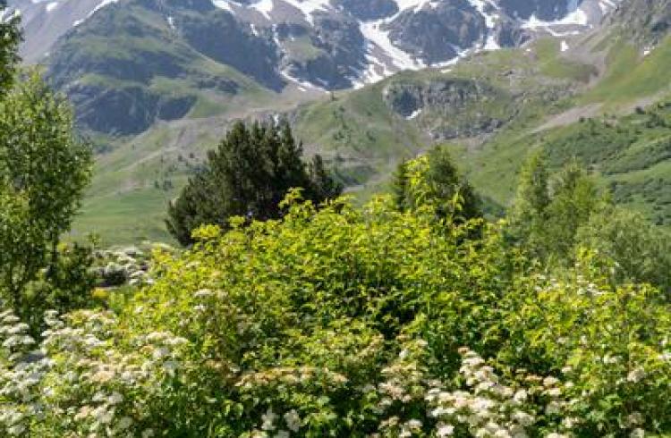 Col du Lautaret