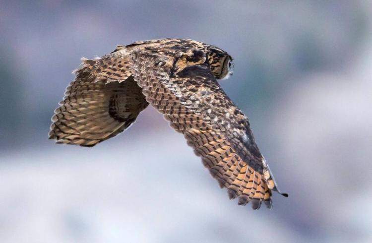 hibou grand duc