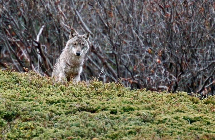 Vivre avec les loups