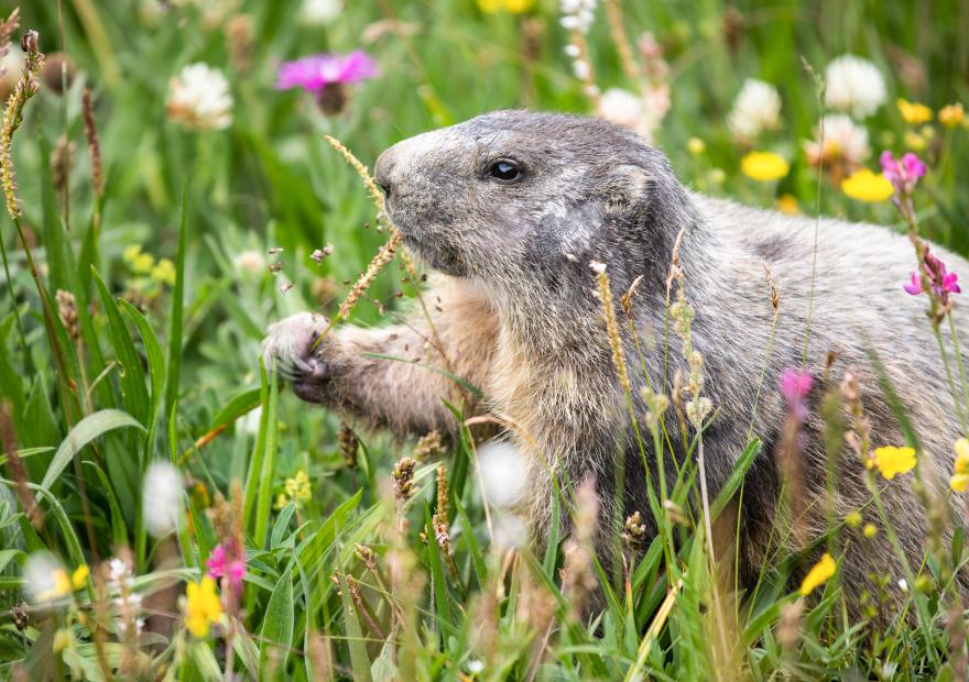Marmotte Serre Chevalier