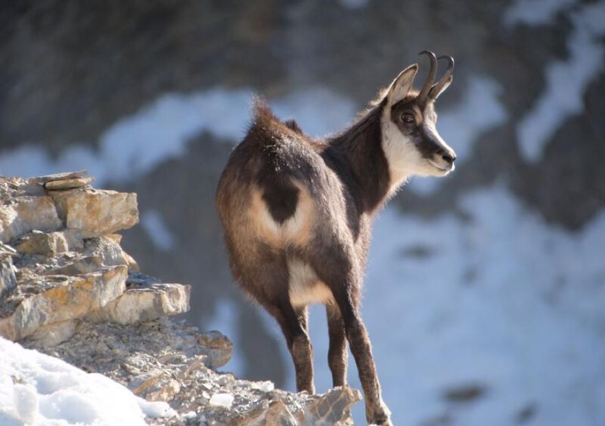 Bureau des Guides et Accompagnateurs de Briançon