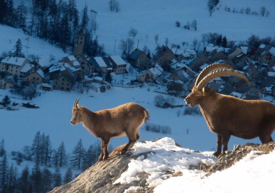 Bureau des Guides et Accompagnateurs de Serre Chevalier