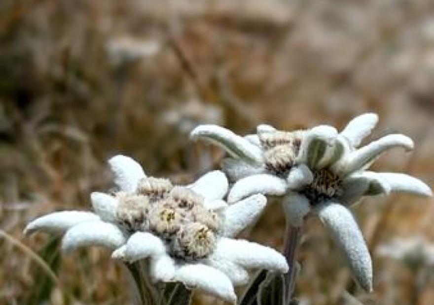 Montania Montania - Johan Mus_Briançon