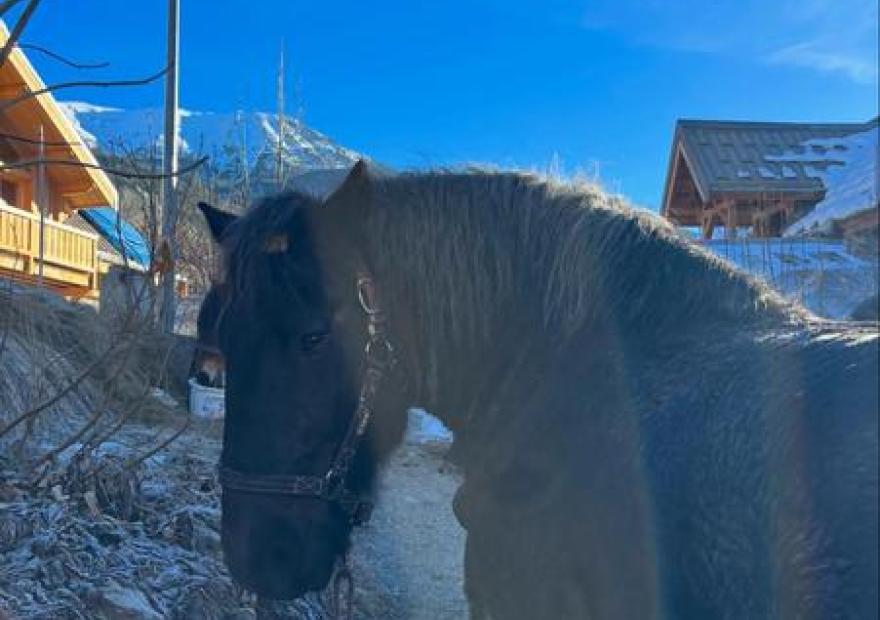 Traîneaux des cimes_Saint-Chaffrey