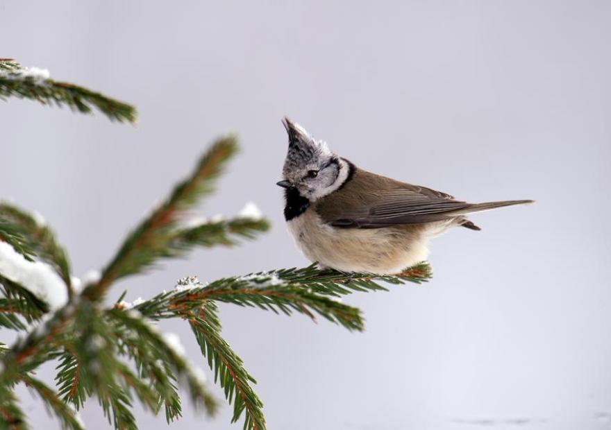 Lizza Boitard-Thomas_Briançon