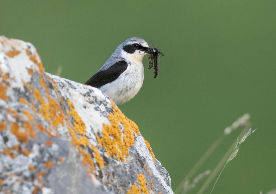 Lizza Boitard-Thomas_Briançon