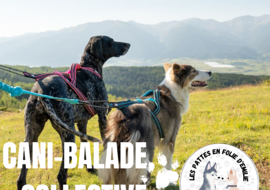 Les pattes en folie - Cani-balade_Le Monêtier-les-Bains