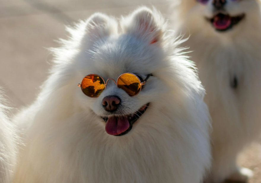 Les pattes en folie - Cani-balade_Le Monêtier-les-Bains