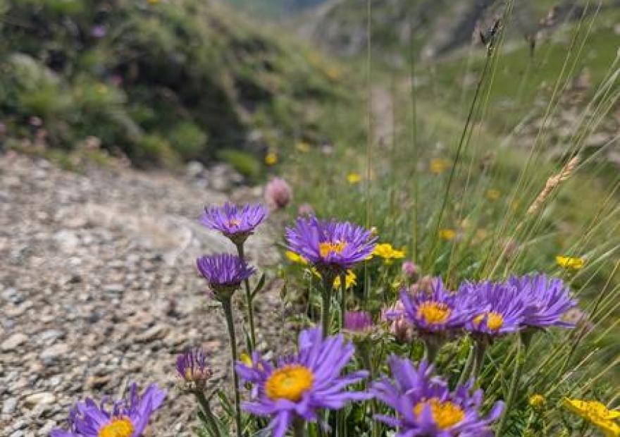 Asters