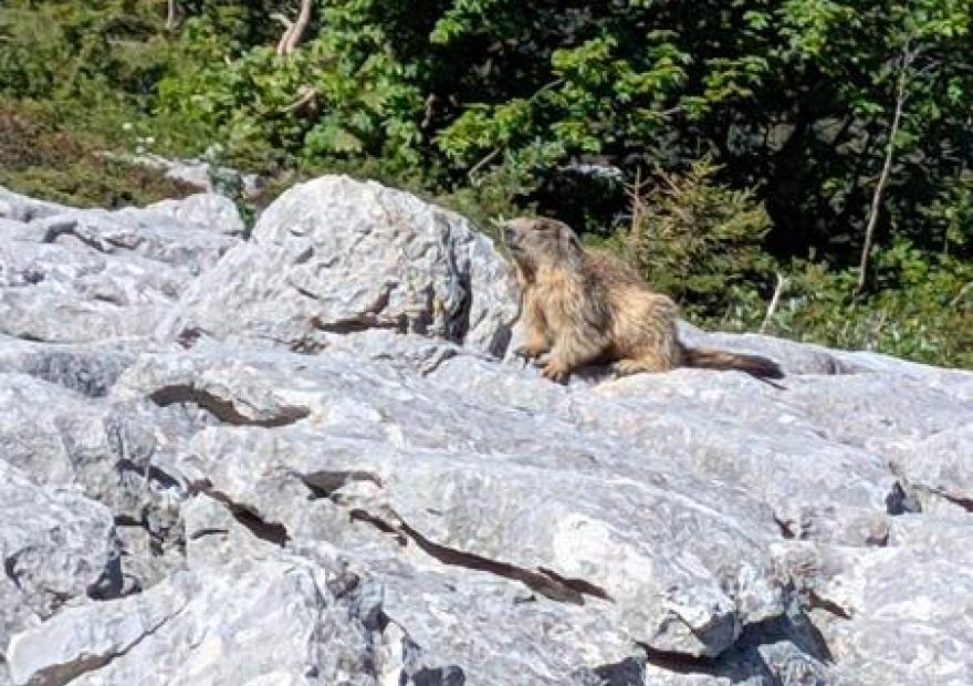 Marmotte