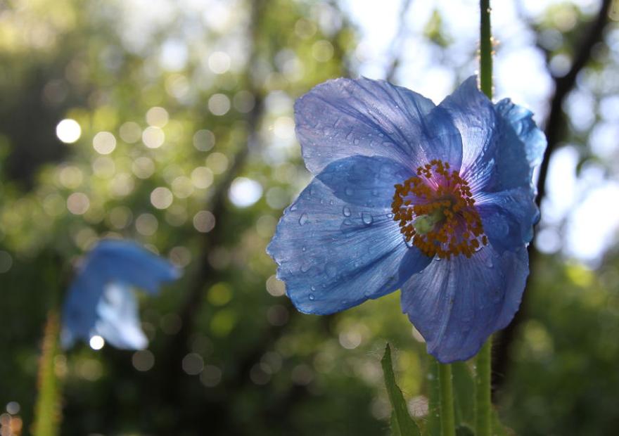 Pavot bleu de l'himalaya