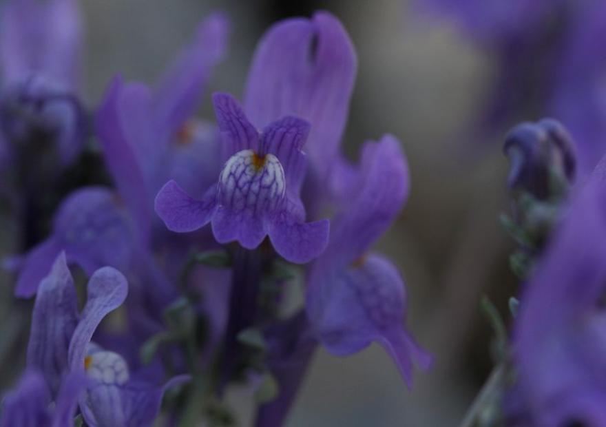 Linaire à tige filiforme (Linaria alpina subsp. filicaulis)