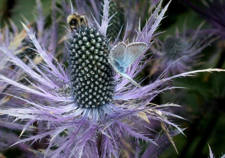Chardon bleu (Eryngium alpinum)