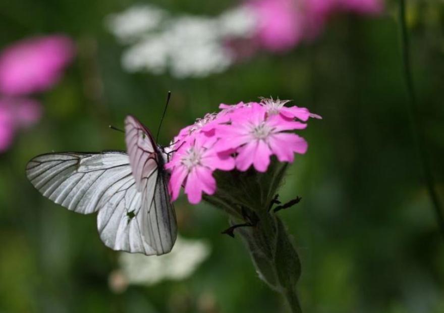 [Pieridae] Aporia crataegi