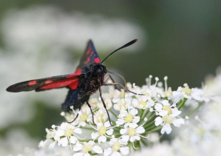 [Zygaenidae] Zygaena