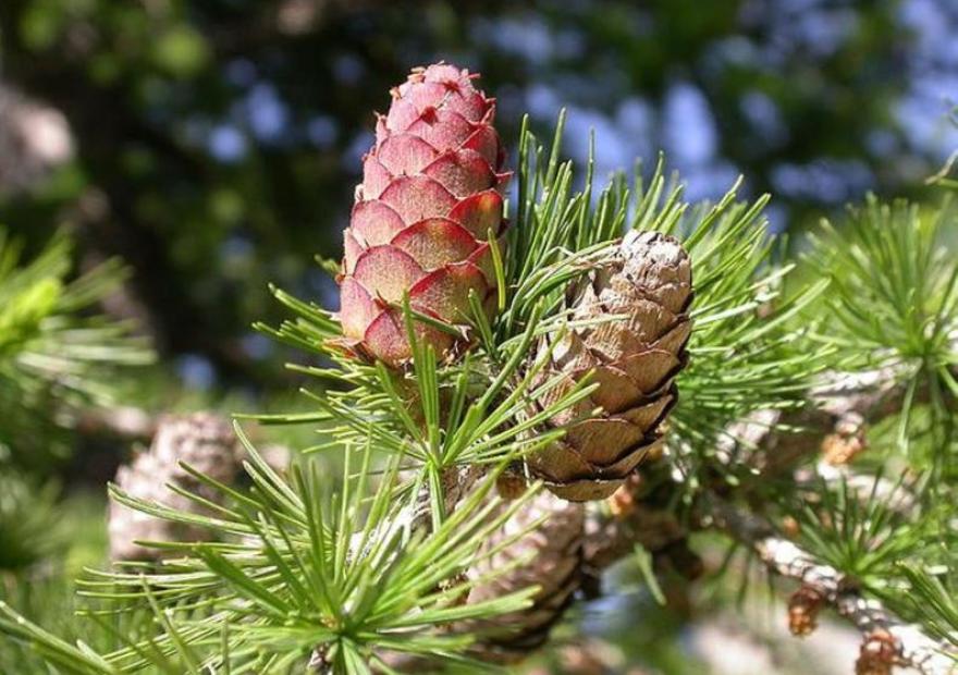 [Pinaceae] Larix decidua