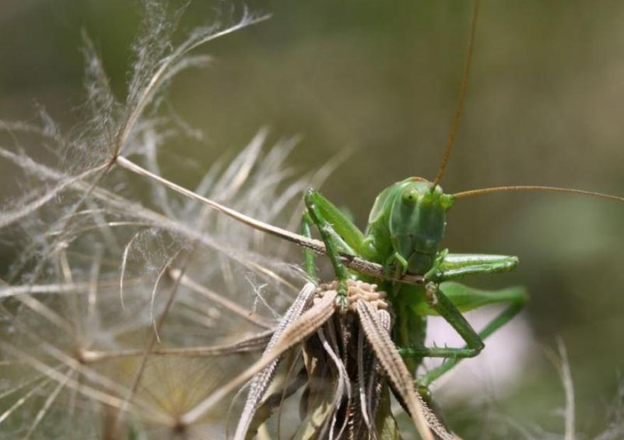 [Tettigonioidea] Tettigonia viridissima
