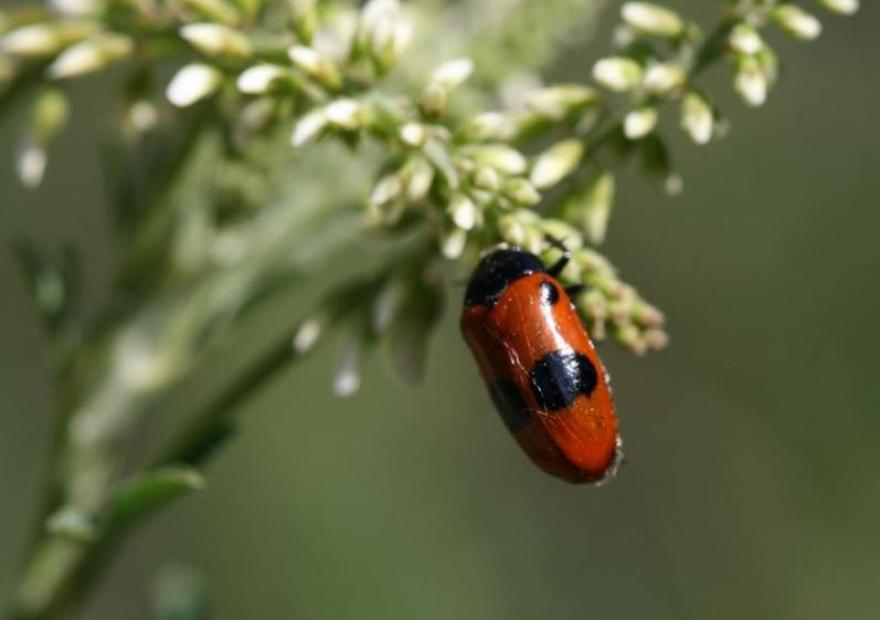 [Chrysomelidae] Clytra laeviuscula