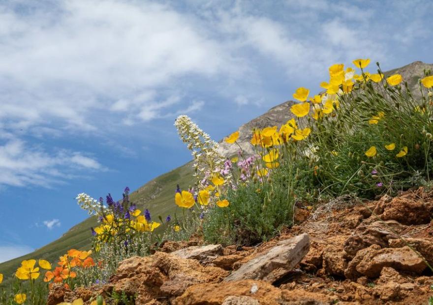 Du vent dans les pétales des fleurs au Jardin du Lautaret