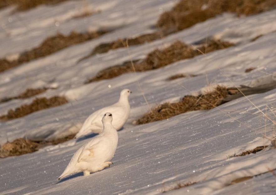 Les ateliers de Sophie_Le Monêtier-les-Bains