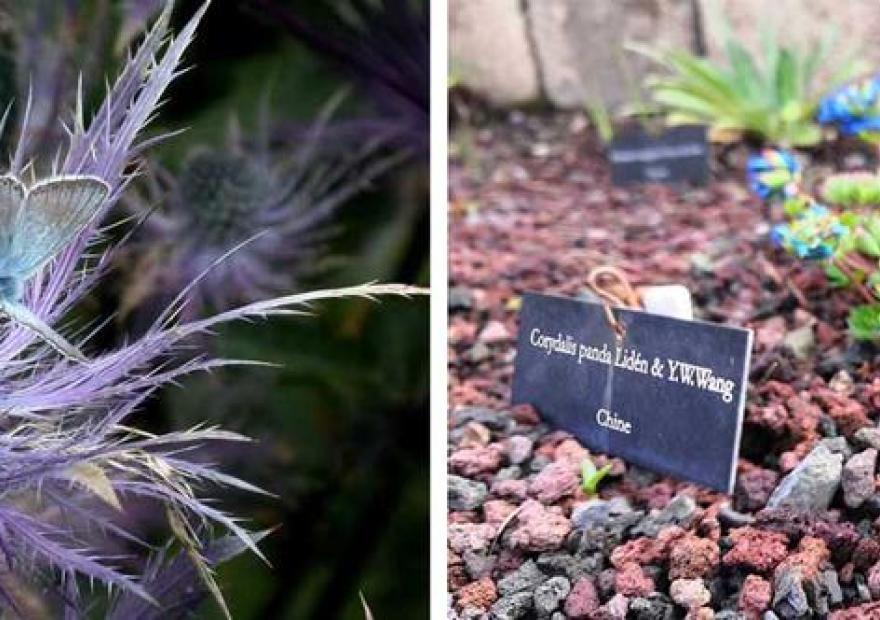 Visites guidées du jardin du Lautaret_Le Monêtier-les-Bains