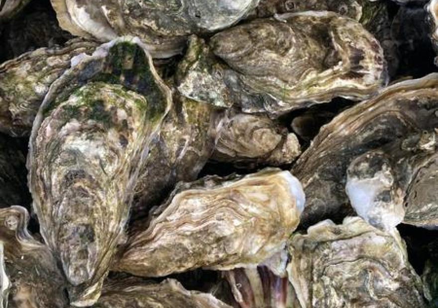 Dégustation d'huîtres au Café Resto Biocoop Chez Puy_Saint-Chaffrey