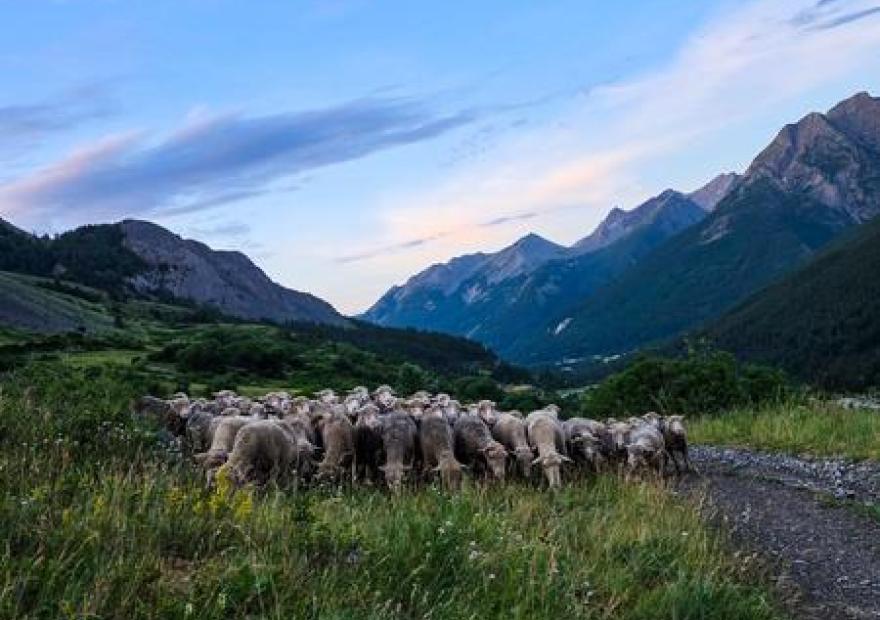 Pastoralisme