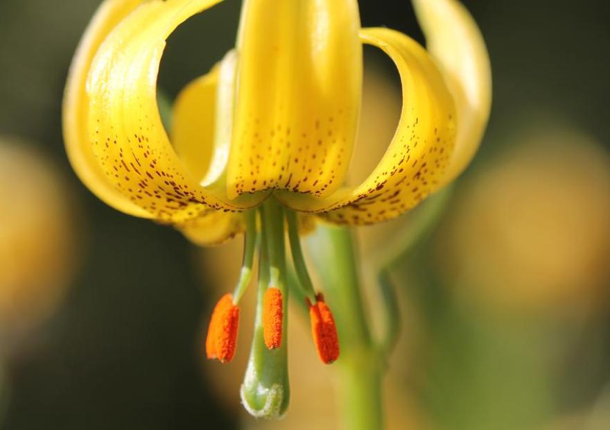 Lys des Pyrénées - Lilium pyrenaicum - Jardin du Lautaret