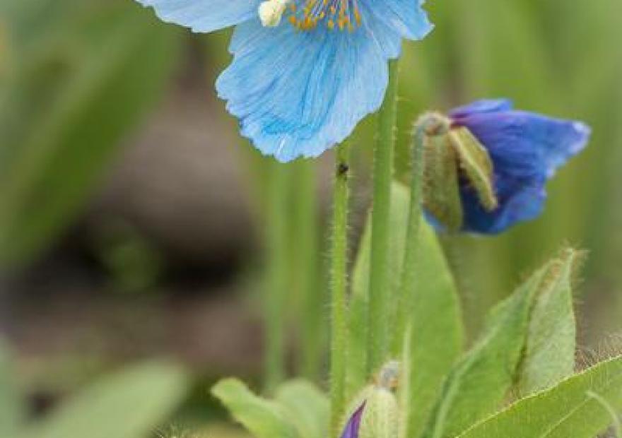 Pavot bleu de l'Himalaya