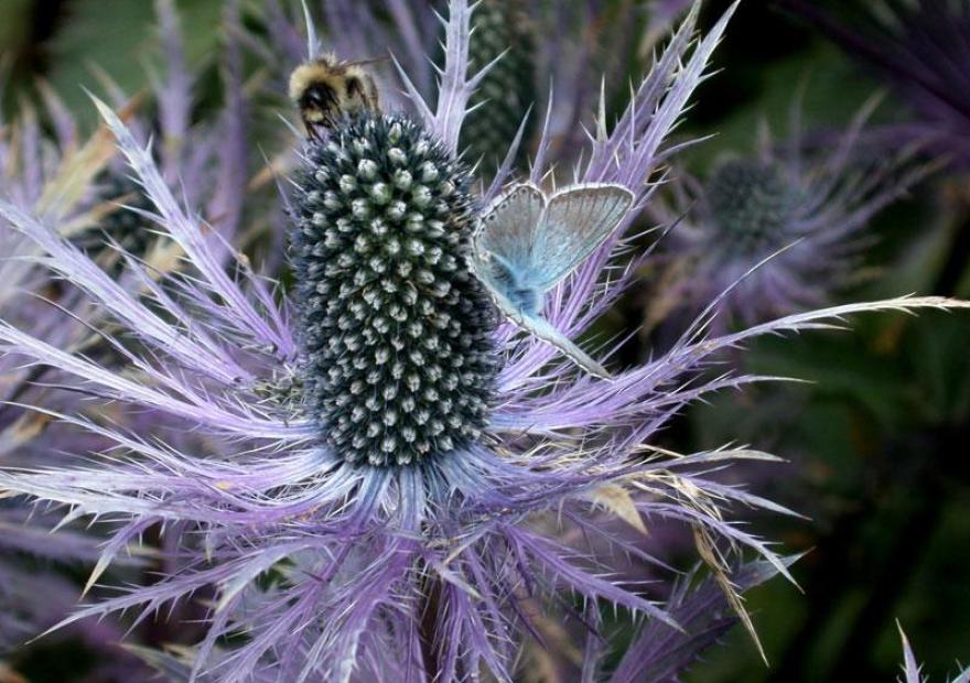 Chardon bleu