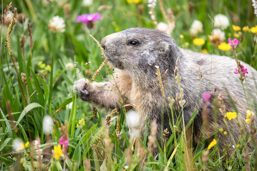 Marmotte Serre Chevalier