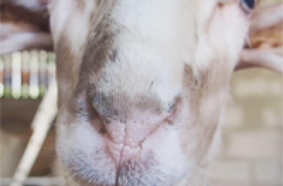 Le Monêtier les Bains Serre Chevalier Vallée Briançon
