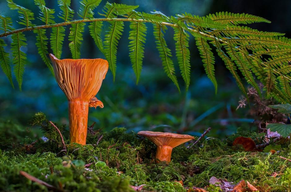 champignons_2