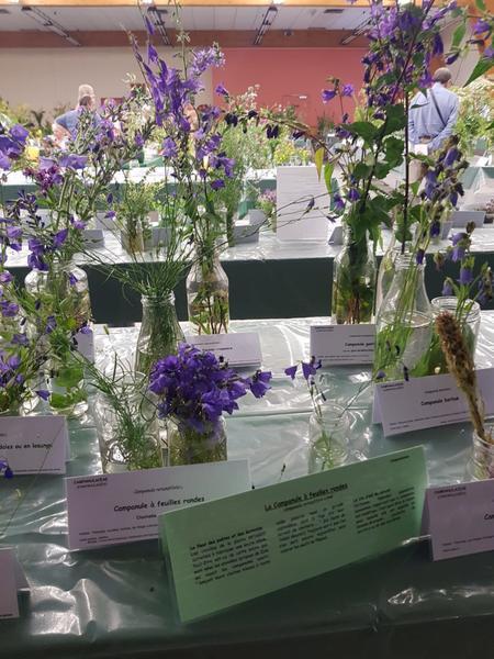 Les journées botaniques de Serre Chevalier Nature_La Salle-les-Alpes