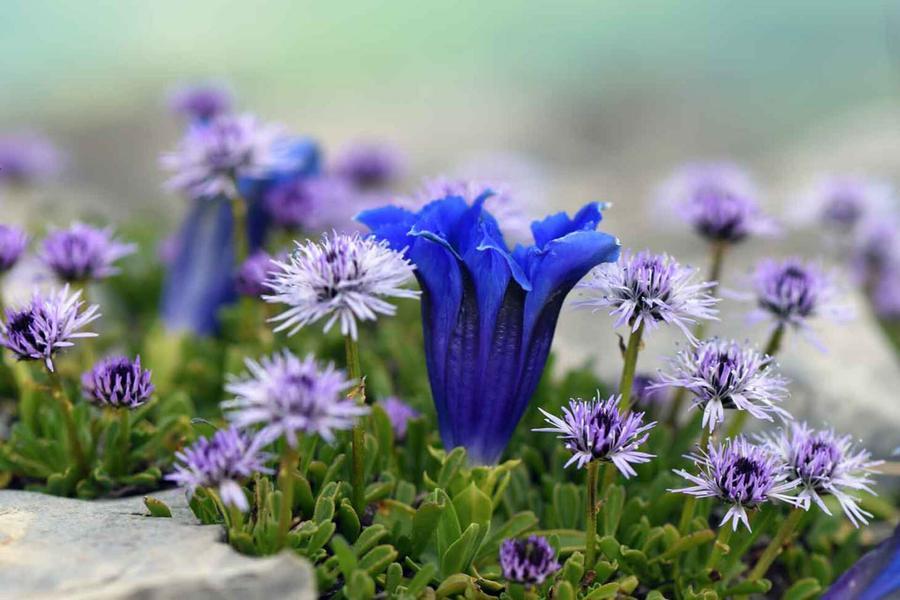 Plantes et milieux remarquables du Lautaret